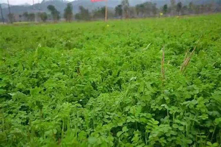 给大豆施肥,需要选用什么样的肥料？