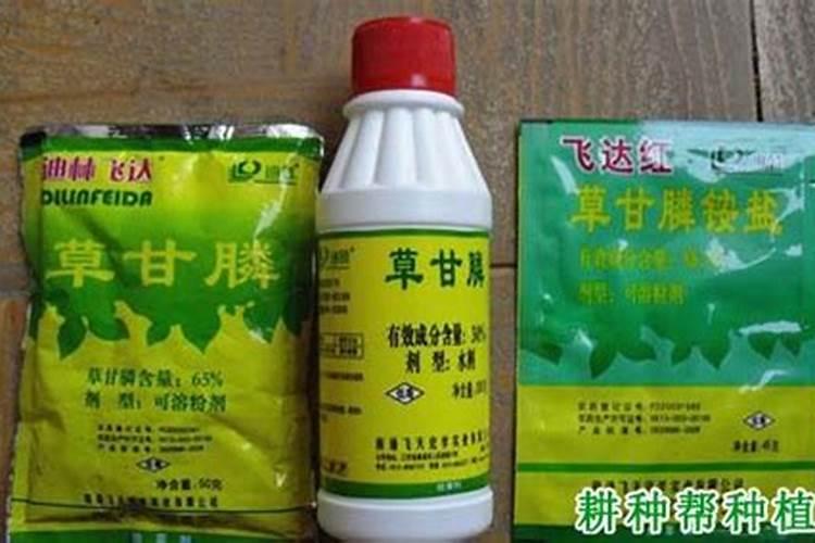 使用荔枝树除草多功能肥料有哪些注意事项？