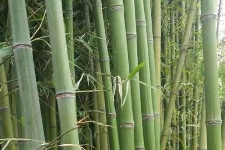 种植毛竹应该如何施肥？需要注意什么？