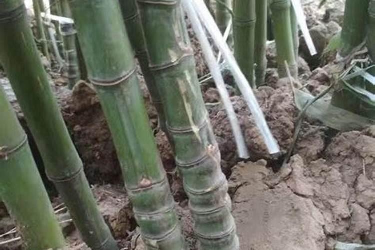 毛竹怎样施肥