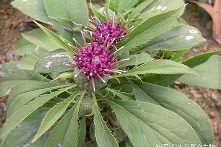 写有毛笔字毛边纸烧成灰能喝吗
