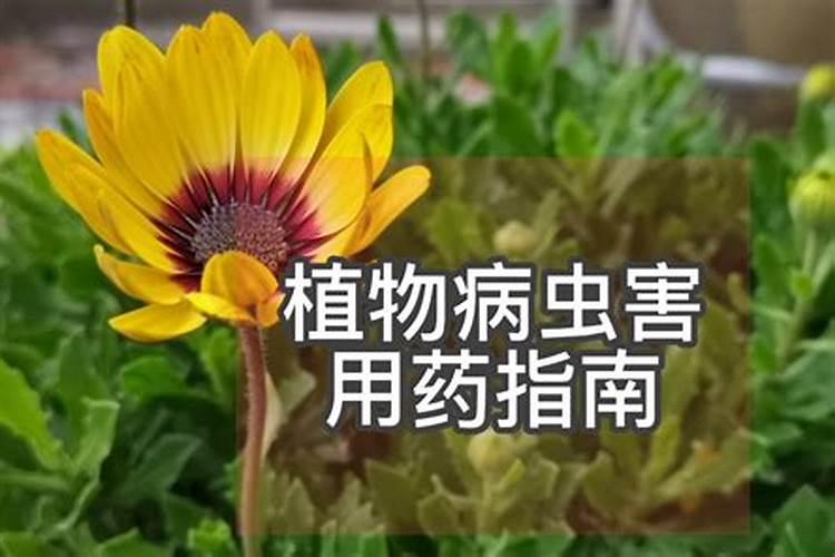 葡萄越夏巧施叶面肥 杀灭食叶性害虫就用30%敌百虫 更专业