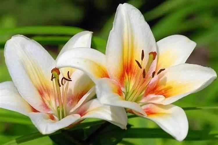 百合花开花后怎么处理？