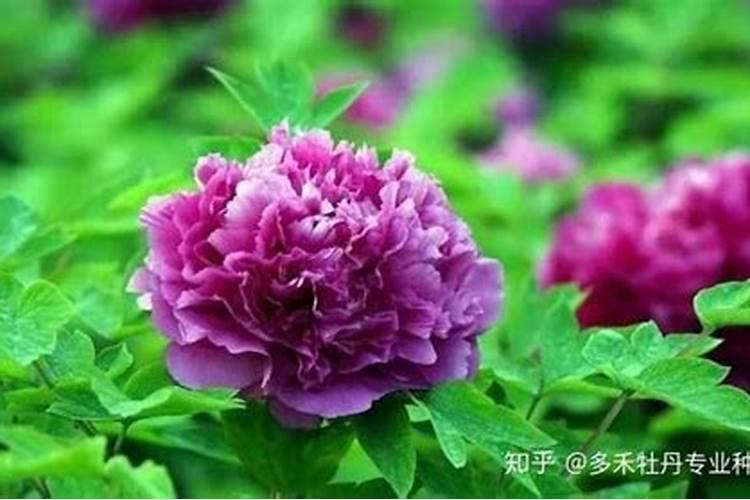 牡丹不开花的解决办法
