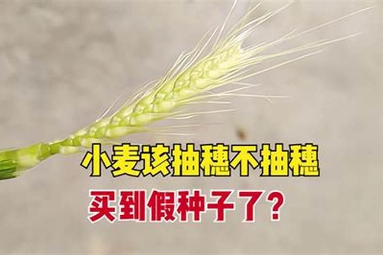 为使莴笋又粗又大应该用什么肥料
