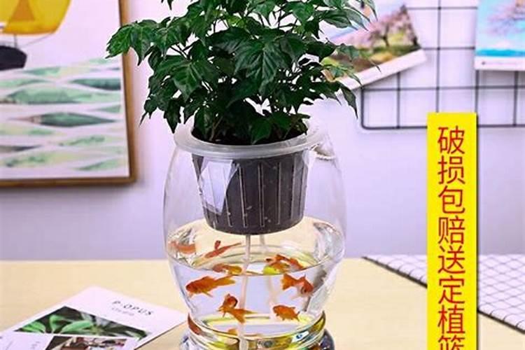发财树夏天可以施肥吗,发财树夏天怎么施肥(半个月一次)