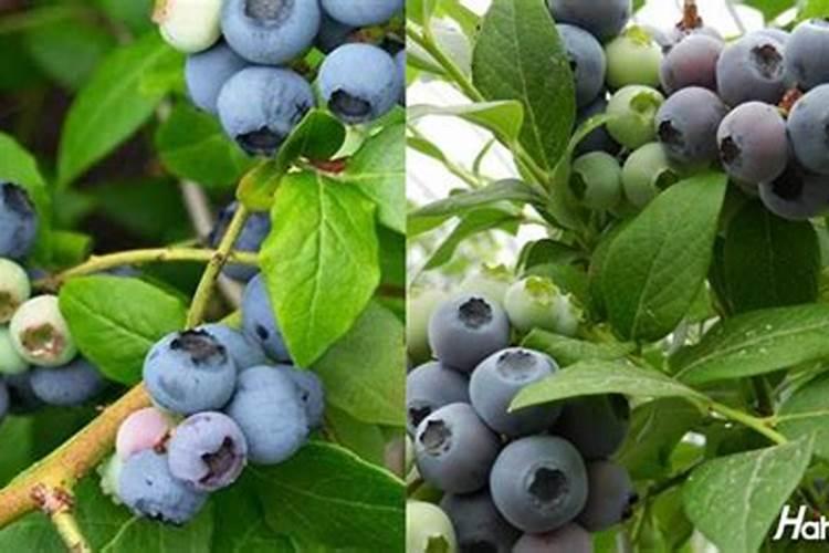 枸杞用什么肥料最好 ？枸杞打什么叶面肥好？枸杞生根用什么肥料好