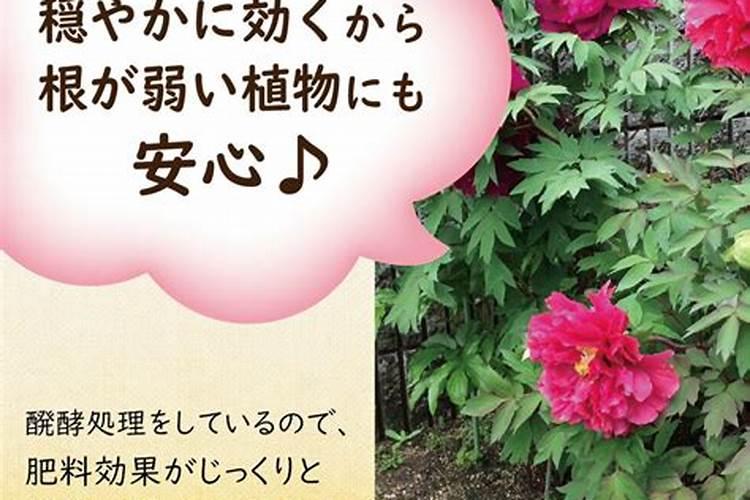 牡丹叶面肥打什么 喷肥注意事项