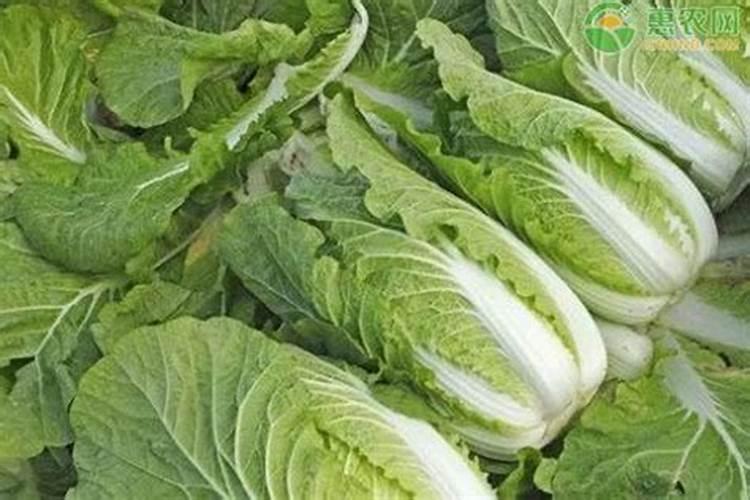 如何有效防治白菜类病毒病？