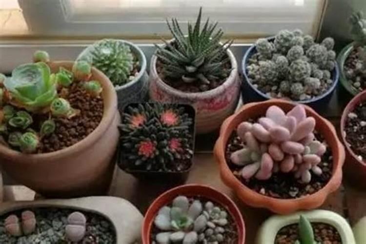 芸苔素可以解药害吗