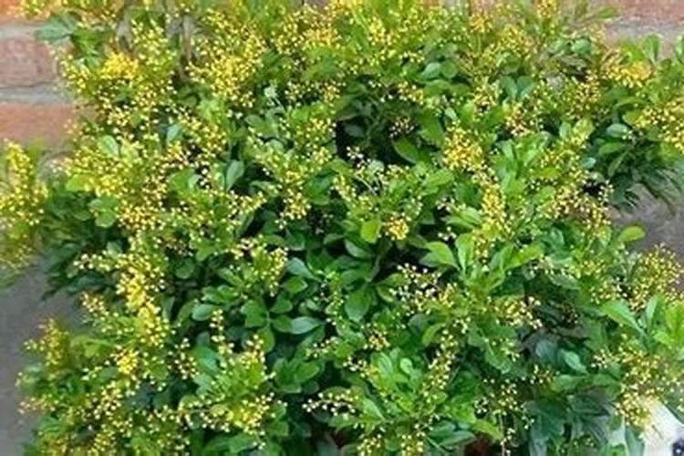 芹菜露天的什么时候种植最好 种植时间和技术