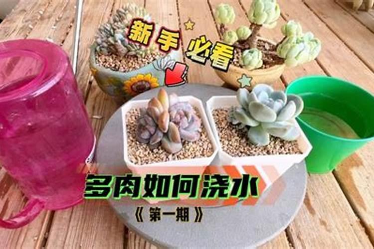 多肉氮肥多久施一次 多久施一次多肉氮肥最好？