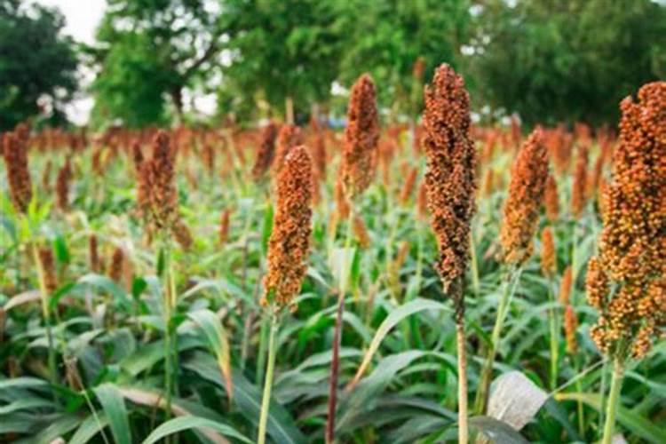 嘉宝果怎伞型基金么莳植才后果