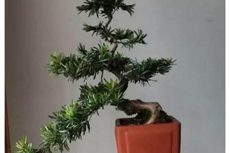 海藻精与磷酸二氢钾搭配生姜种植可以吗