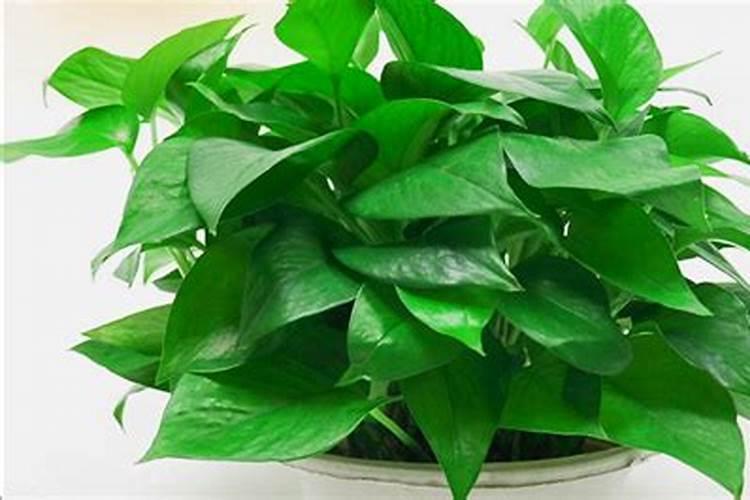种青菜如何正确施肥 正确做法