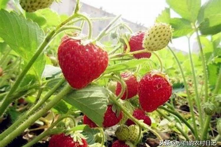 什么花家里养没有毒
