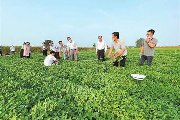 花生专用肥第一名
