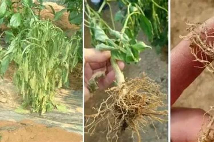菌肥在移裁菜前多少天施用好？