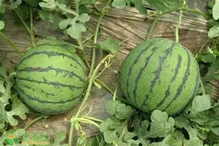 给花卉喷施叶面肥应该注意些什么