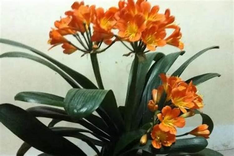 君子兰开花时能施肥吗