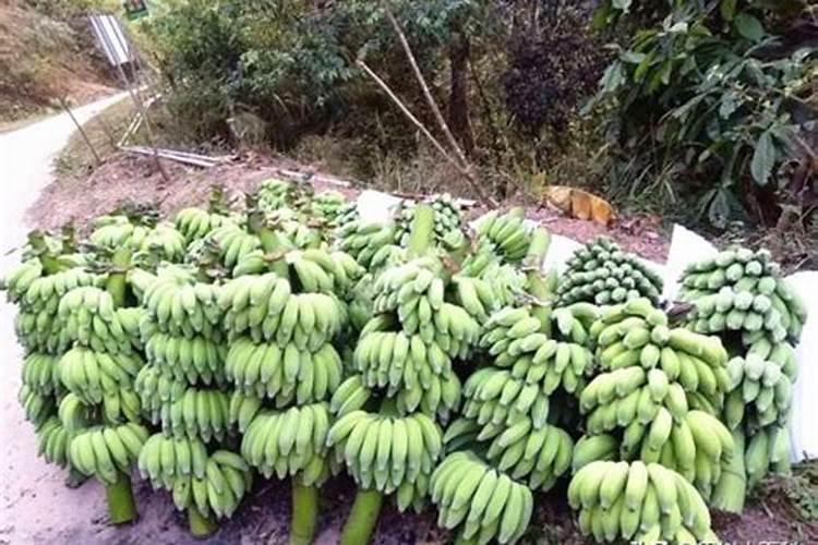 百香果施肥管理方法