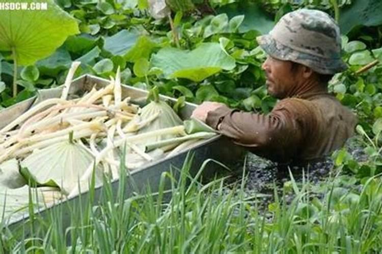一亩藕带种植成本 附栽培技术