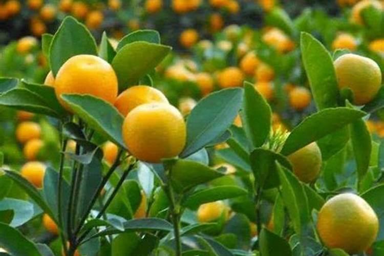 葡萄施什么肥料甜度高 增加甜度的几种方法