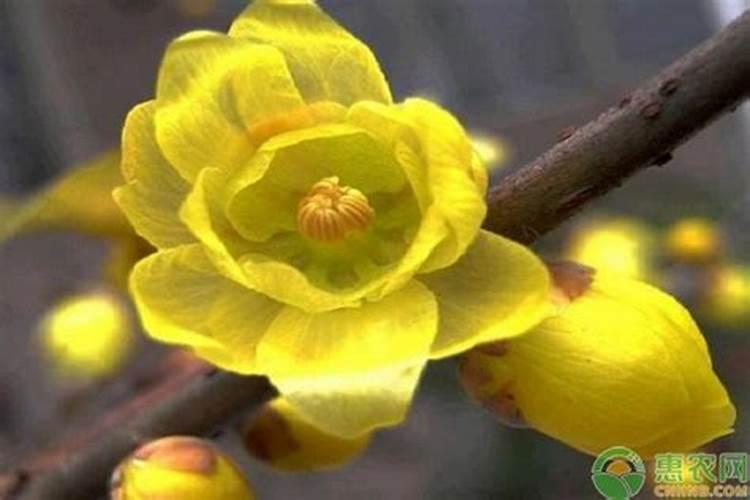 山茶花花蕾期怎么浇水 山茶花蕾期怎样浇肥