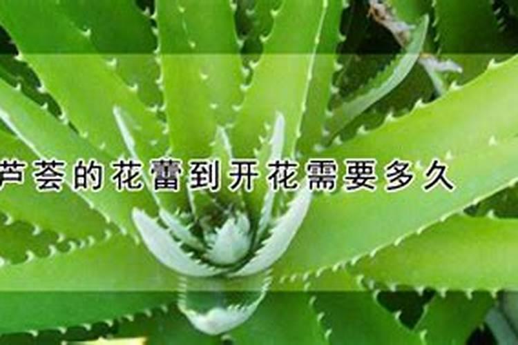 牵牛花施什么肥,不同时期施加的肥料及注意事项
