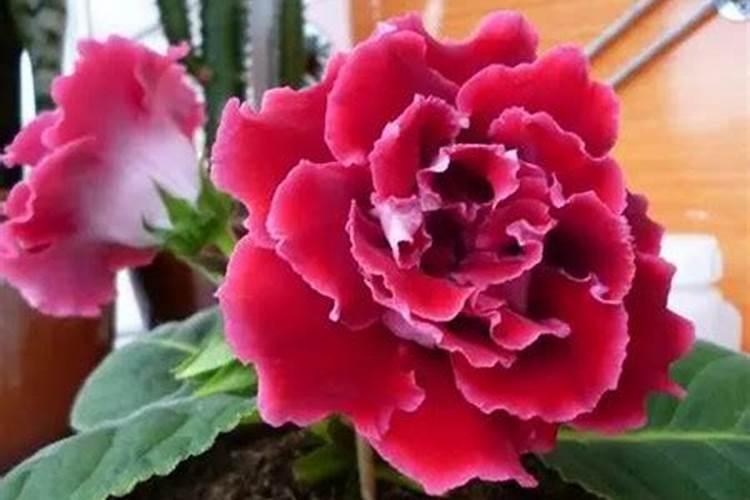 昙花施肥用什么肥料,长花蕾的时候可以施肥吗