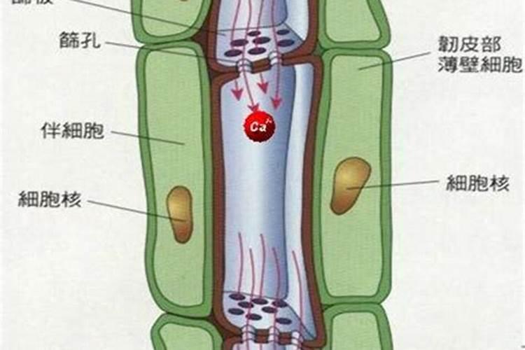 给果树补钙时,为什么果农会添加芸苔素呢？