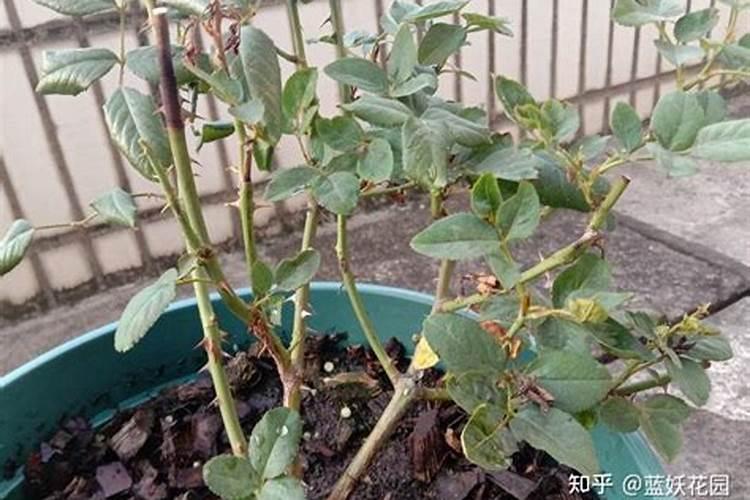 月季花夏季施什么肥好