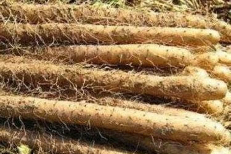 水溶肥十大名牌摩力水溶肥效果极好