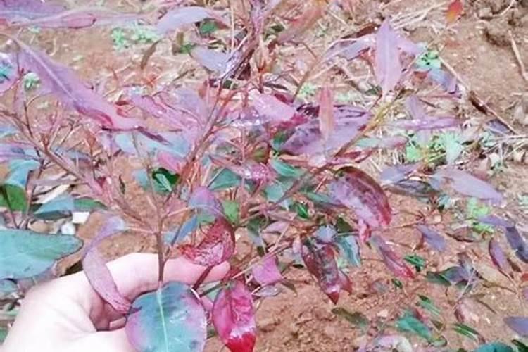 鱼蛋白对植物的作用 鱼类具有很高的营养价值
