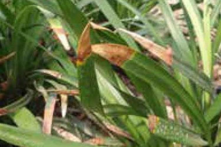 油甘子种多久结果 油甘子种植需几年结果？