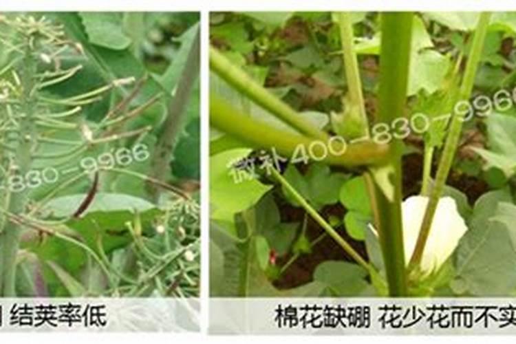 钾肥的作用是什么 钾肥有哪些种类