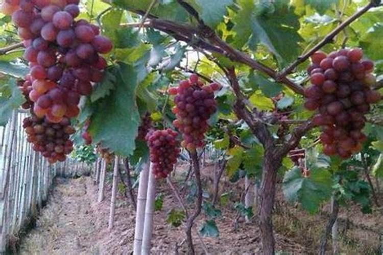 花生开花期施什么肥料