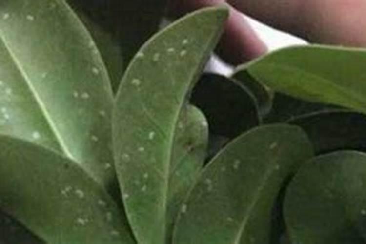 玉米水溶肥的使用方法