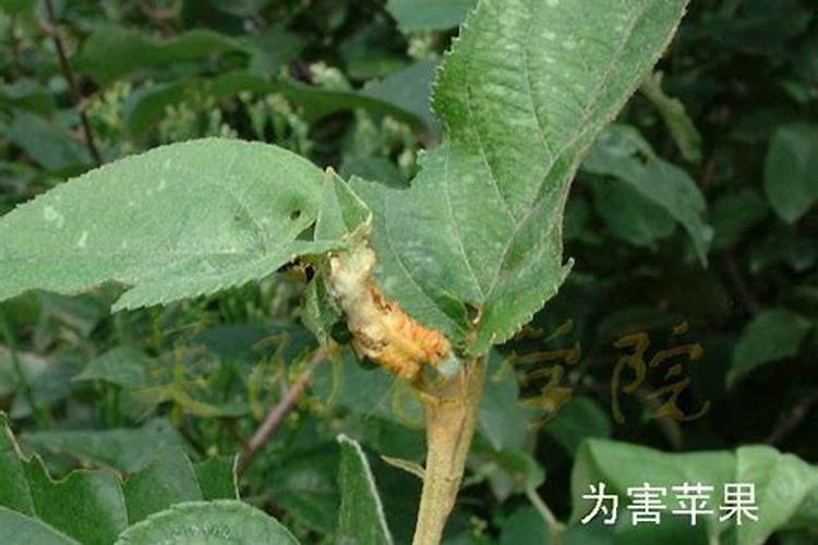 沙糖桔落果且有春梢怎么办