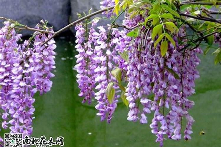 我想问一下荔枝开花什么时候喷药