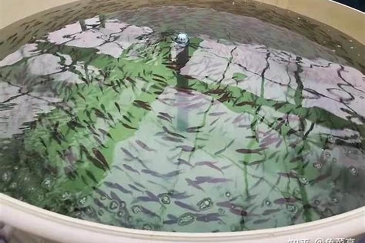 花椒树旱地水溶肥怎么施？