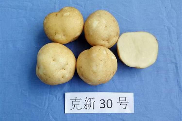 柑橘采后想要促进花芽分化,应该怎么做？