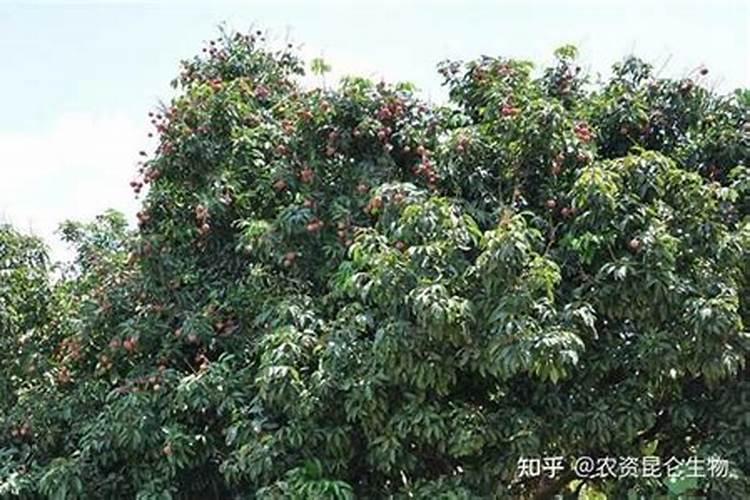 桔子树开花时可以使用叶面肥吗？