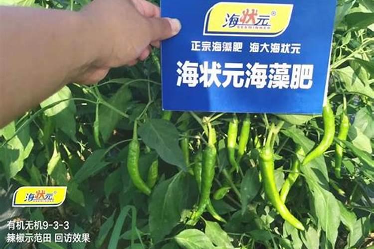枇杷树的种植条件