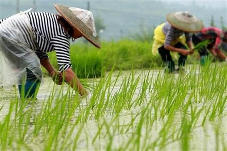 水稻施肥方法和用量
