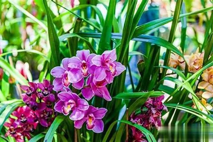 氮肥可以兑水浇花吗