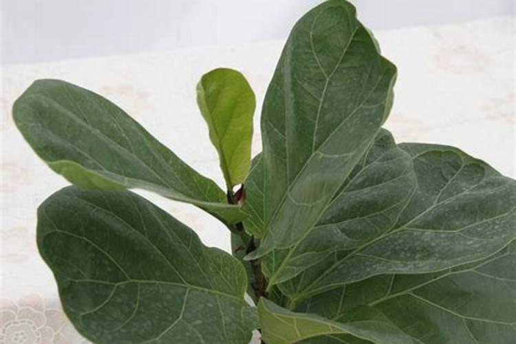 早熟苹果什么时候施钾肥最好？