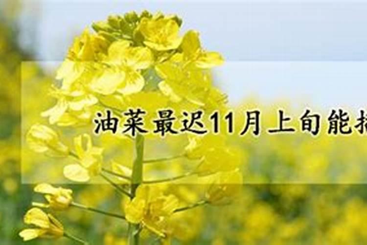 11月份油菜打什么药