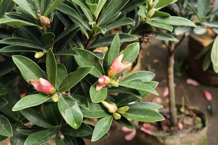 茶花带苞如何喷施叶面肥