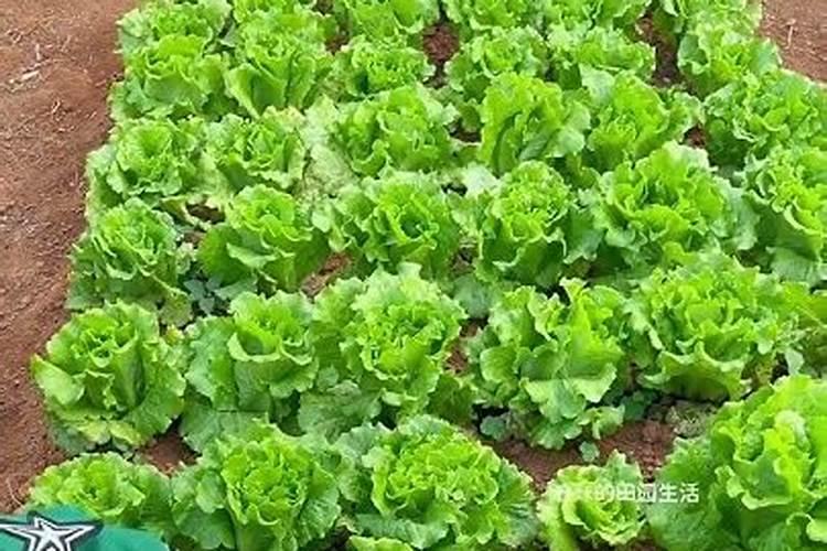 用生石灰改良土质要多久才可以种庄稼？